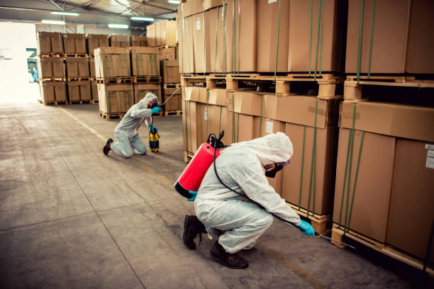 Best Flea Control Services  in Homewood, IL