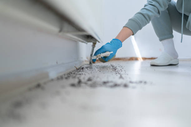 Best Local Pest Control Services  in Homewood, IL